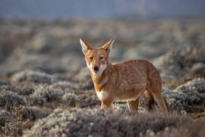 Red fox