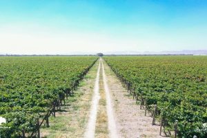 wine farm - Copy